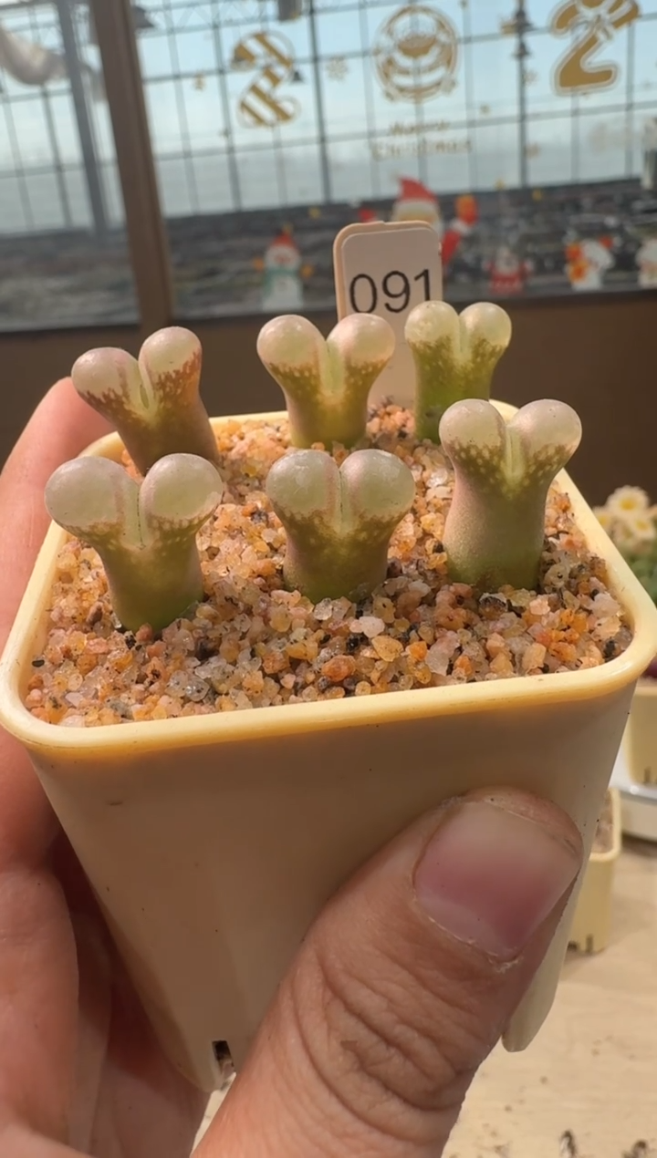 语**可26-116多肉植物肉锥