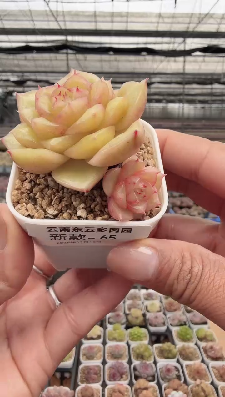 东云多肉园新款-65