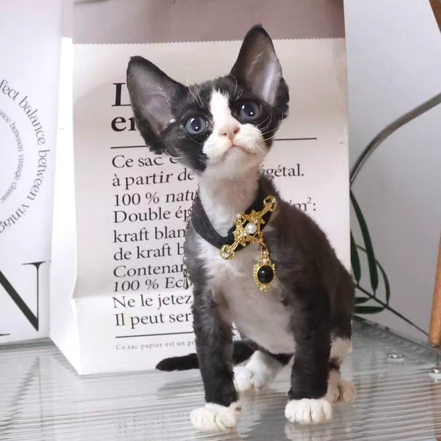 【蔚蓝】德文卷毛猫黑白弟弟-头子