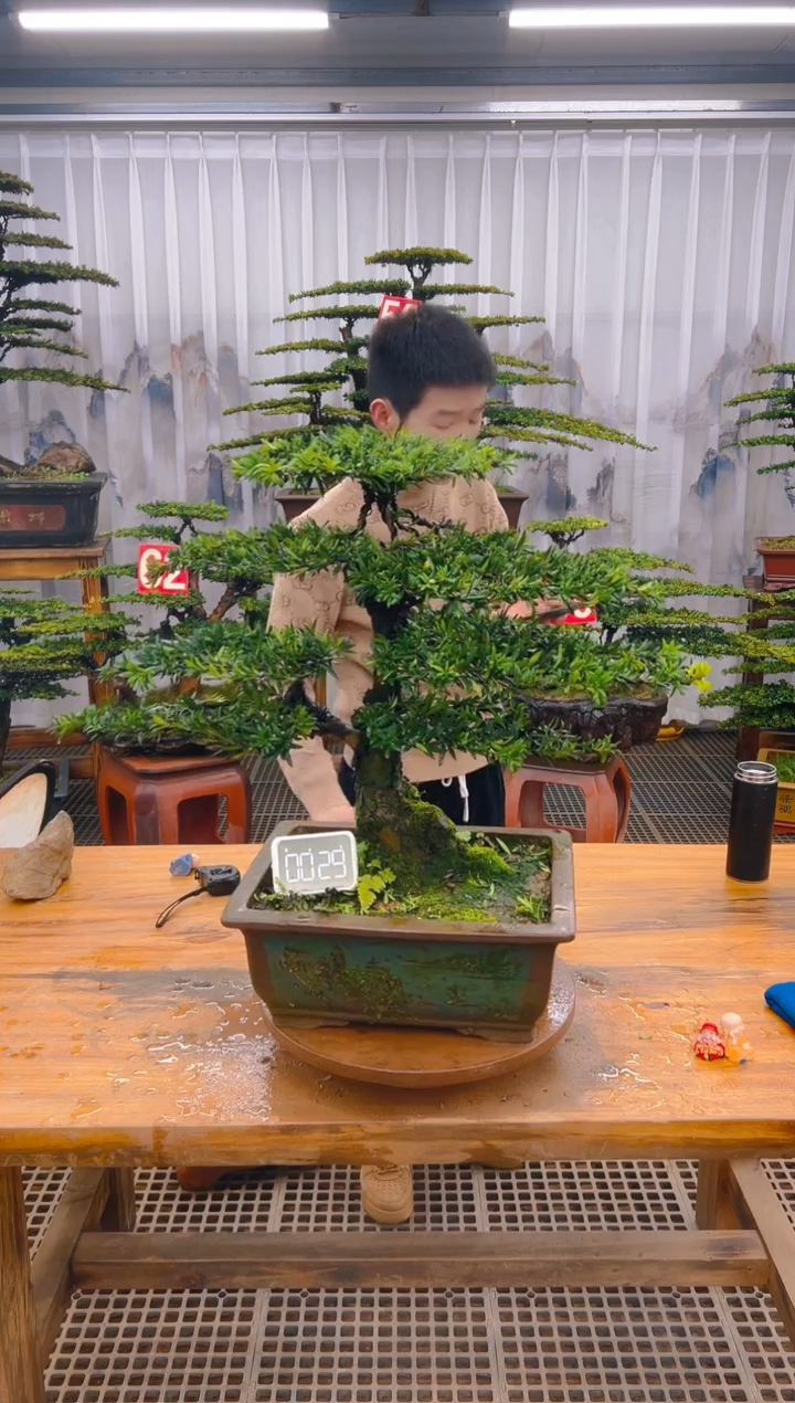 【闪购商品】紫砂精品盆景直播间一物一拍