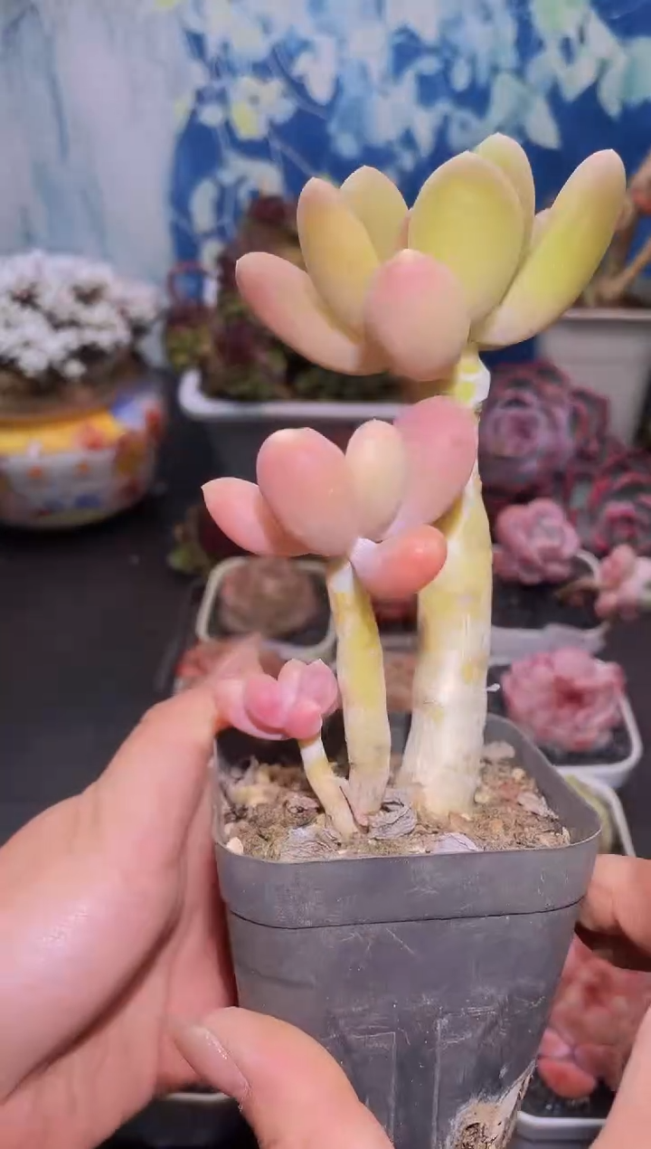 【闪购商品】180芒果奶多肉