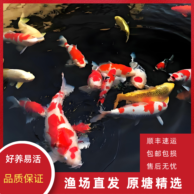 31-36精选锦鲤活鱼观赏鱼大型锦鲤好养耐活冷水淡水鱼红白大正鱼