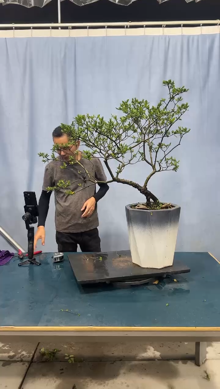 栀子花栀子花栀子花栀子花栀子花