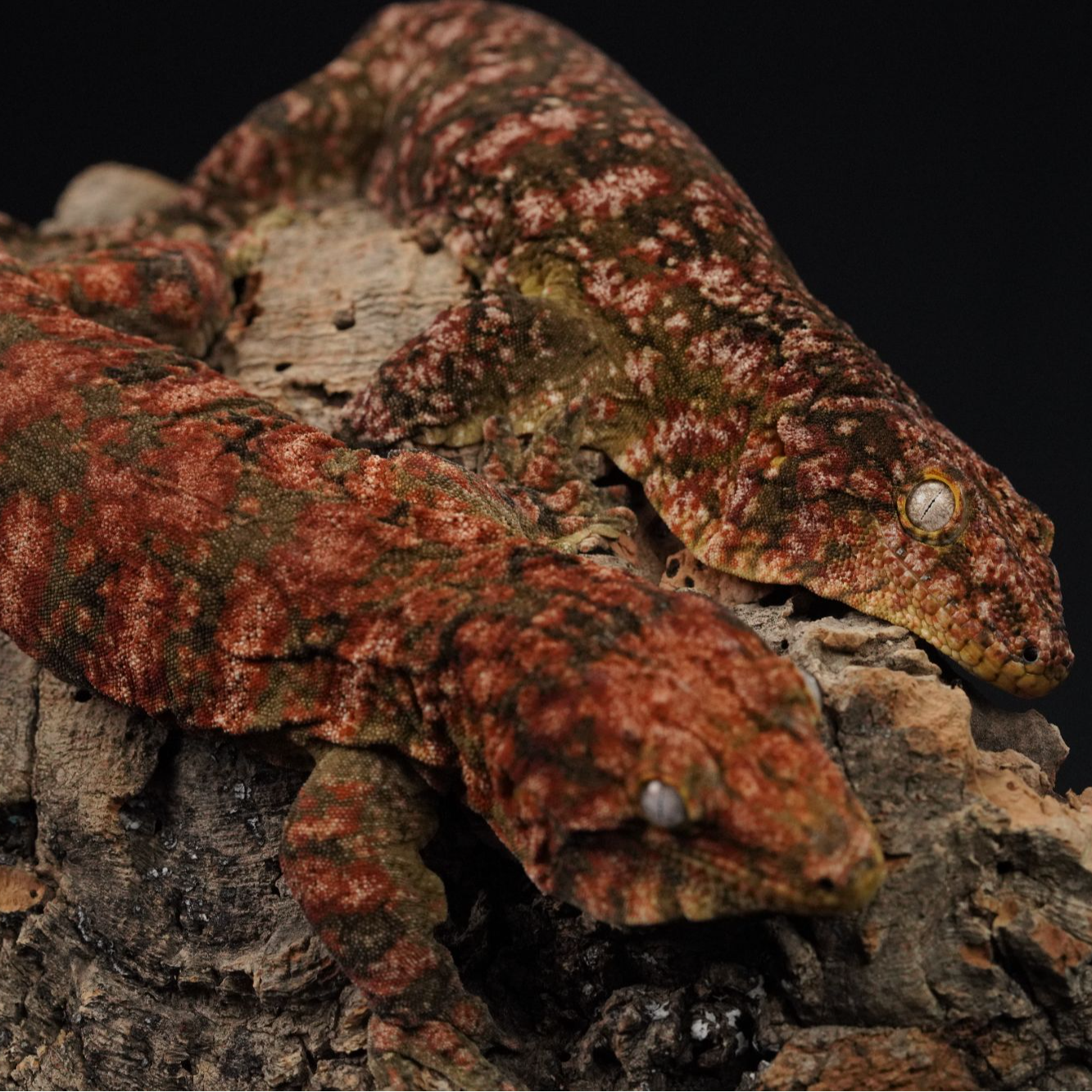 [SIGNOFGECKO]巨人守宫赠全套饲养套装