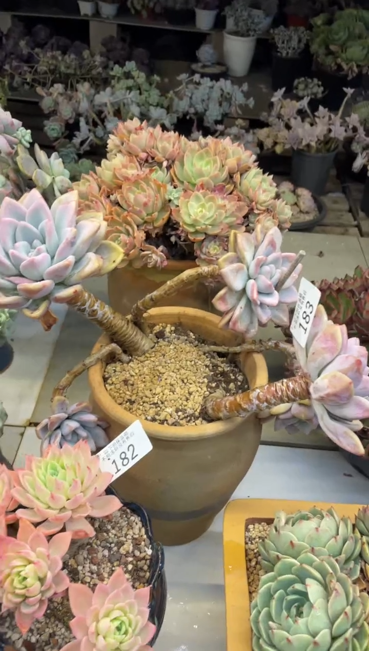 【闪购商品】183奥普