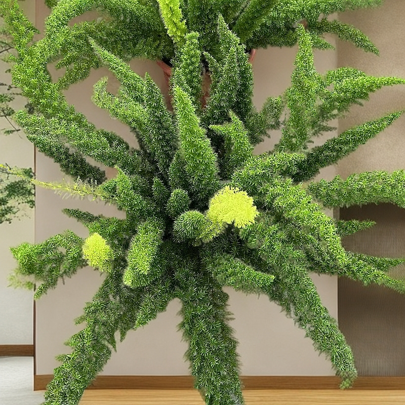 超大盆 狐尾天门冬绿植 7年老苗  庭院  花园种植  简单好养