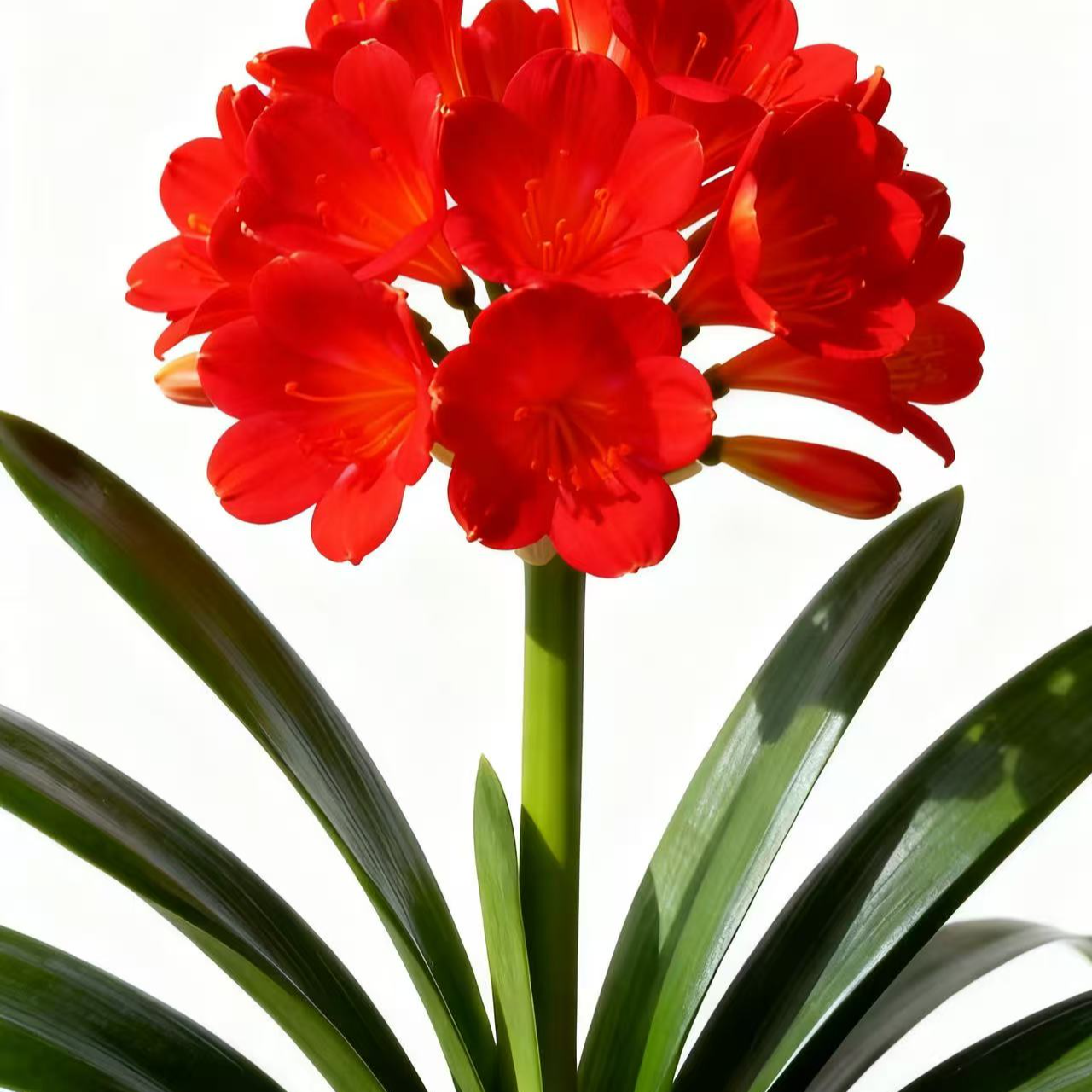 【当年开花】君子兰盆栽【12叶及以上】室内花卉进化空气办公桌摆放