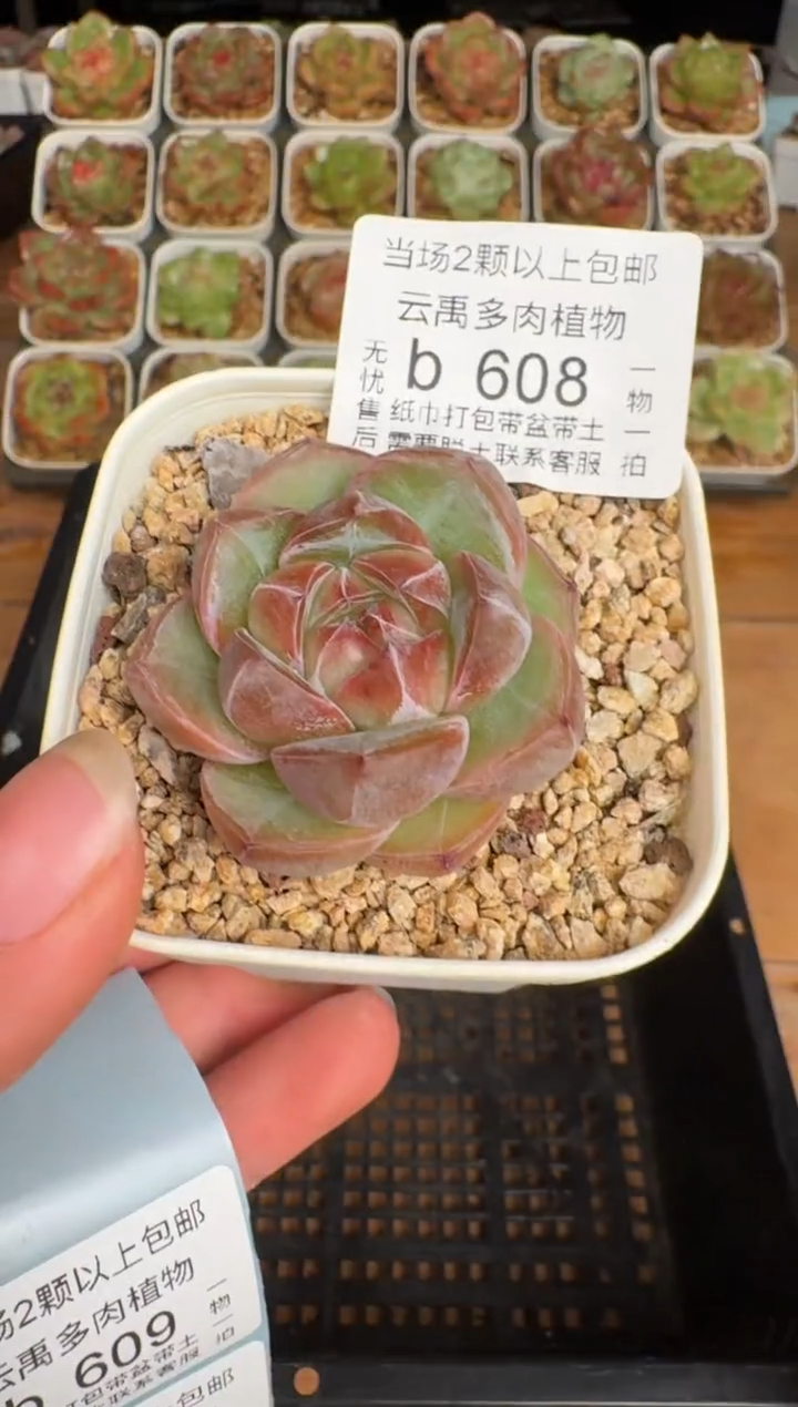 608b珍妮多肉(6.5cm杯）一物一拍 带盆土发