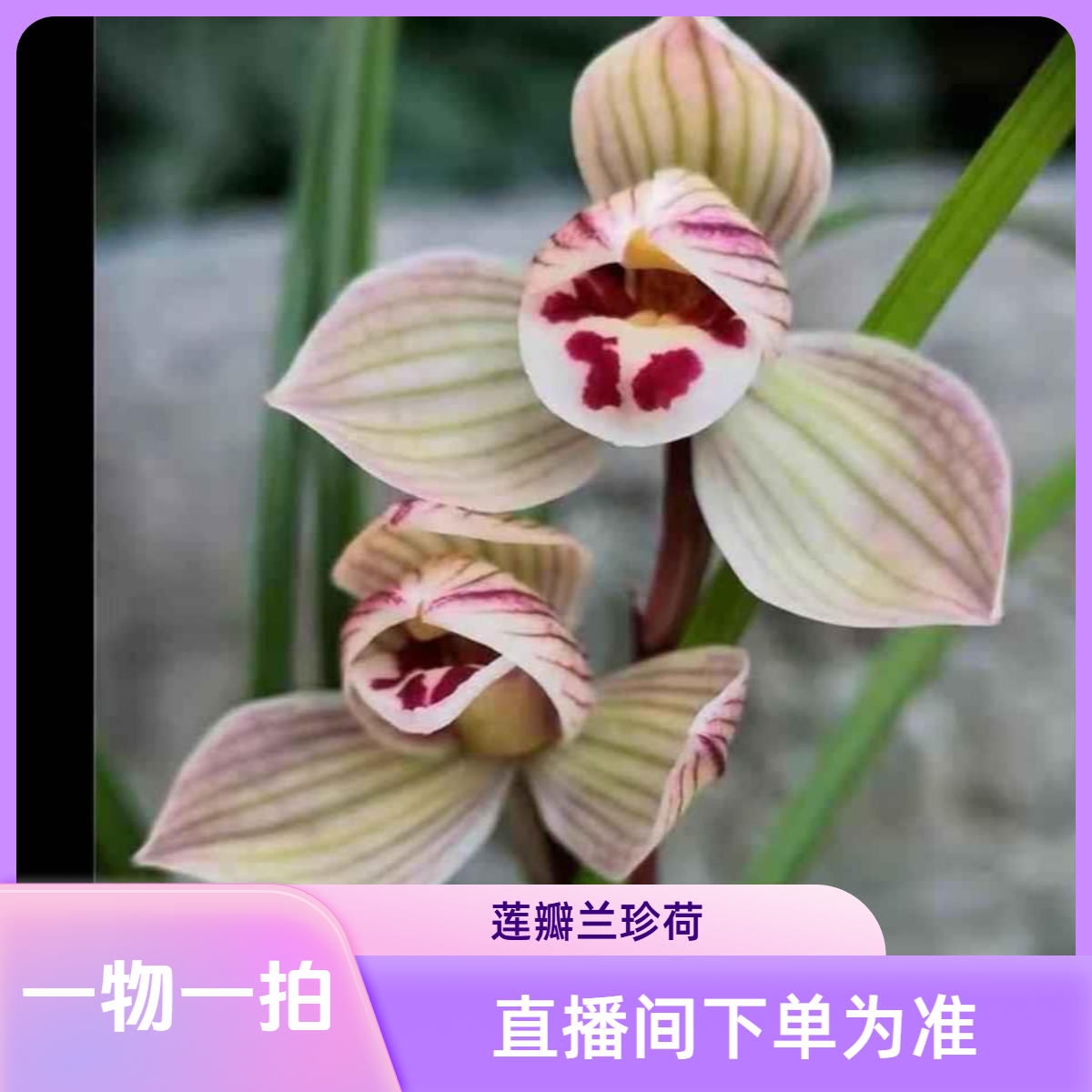 兰花小黄车链接 一物一拍 10-100