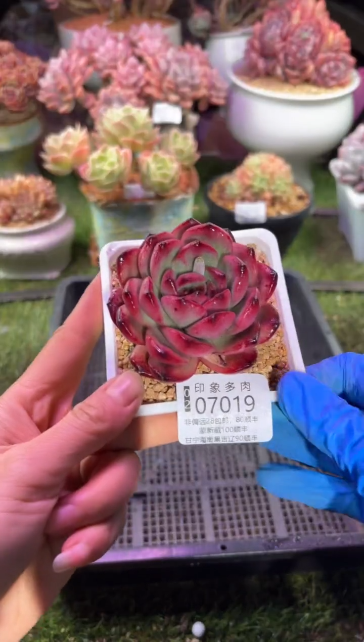 【闪购商品】07019