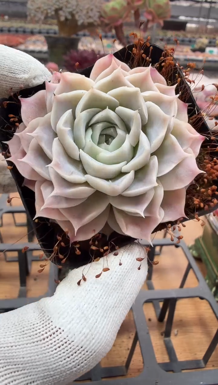 东云多肉园二店-60