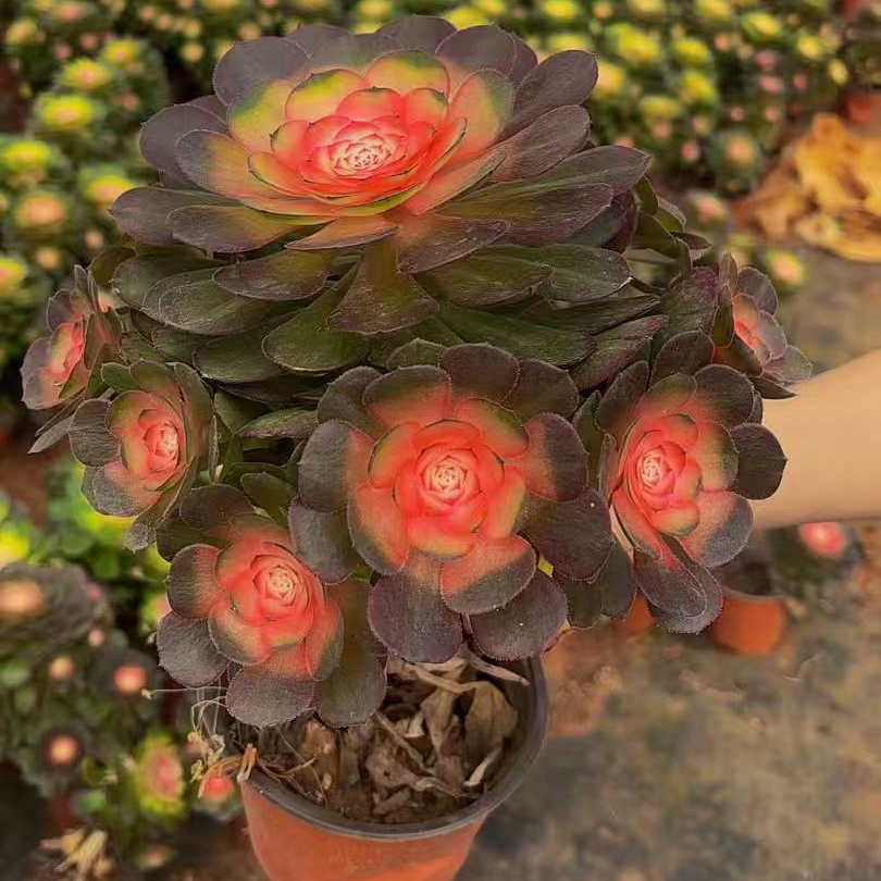 精品牡丹仙子多肉植物法师好种好养新手必备老手必养（带盆带土）