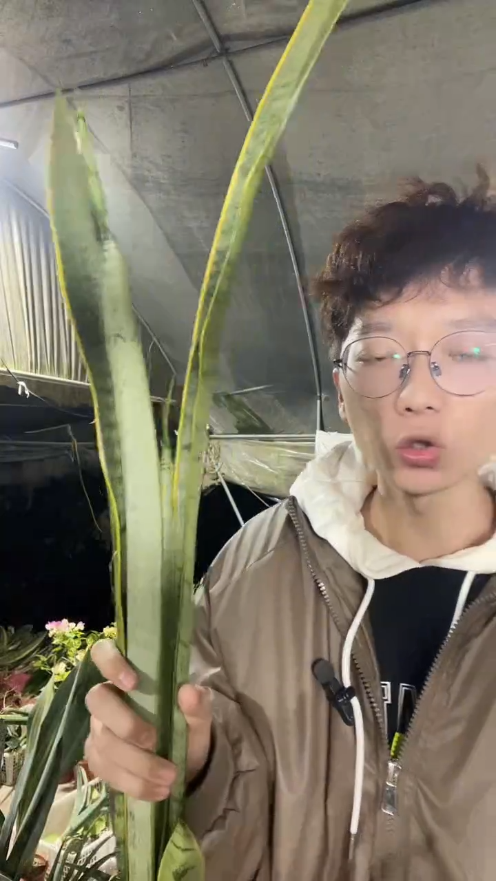 金丝玉雪裸根3棵28.8