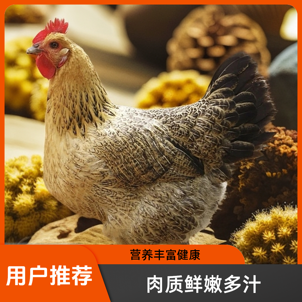 《12只京东包邮》农村散养土鸡产绿壳蛋的土鸡活鸡年产240枚左右