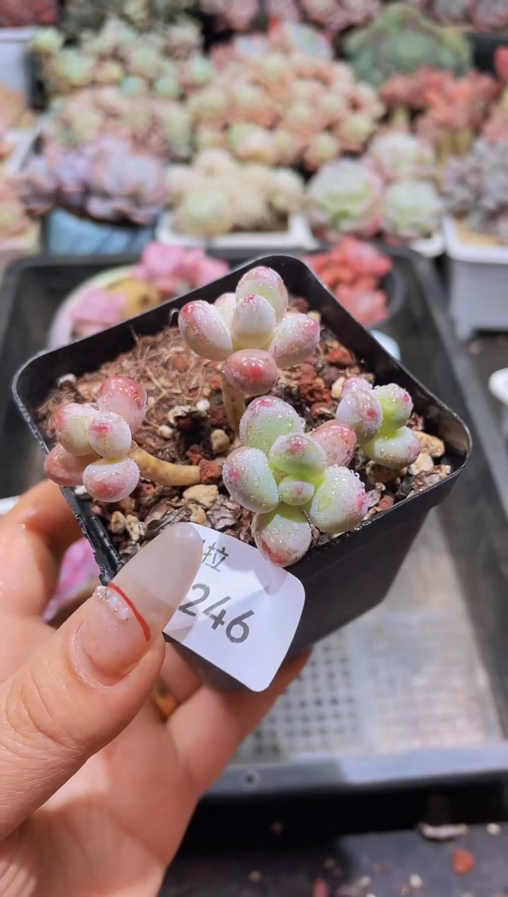 【闪购商品】246苹果奶