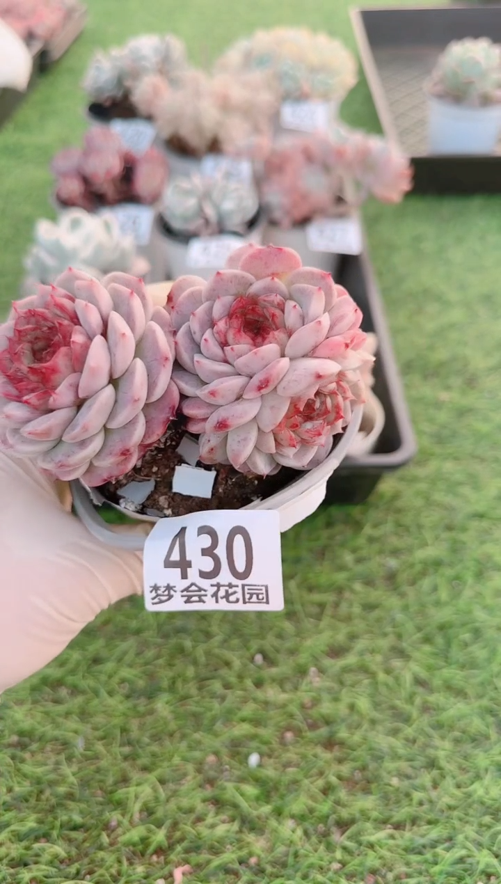 【闪购商品】梦会多肉一物一拍