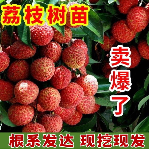 【正宗荔枝树苗】盆栽地栽阳台庭院种植无核 荔枝苗果树苗