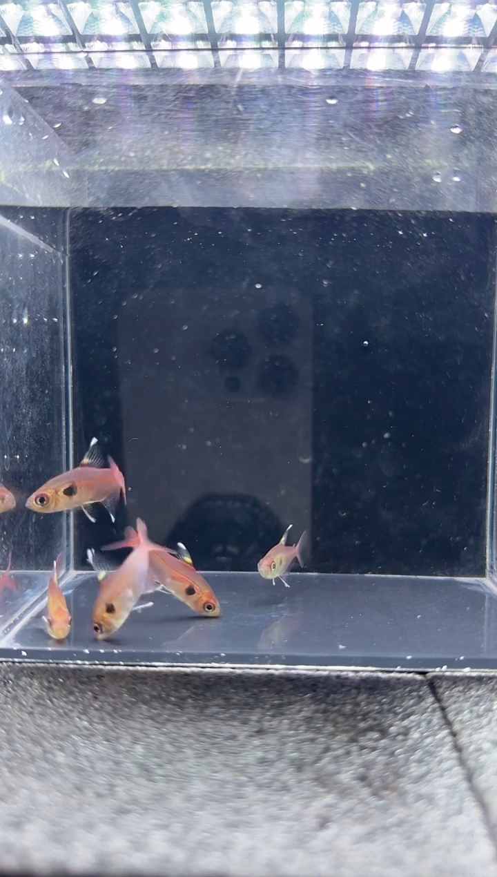 灯科鱼L***c黑印梦幻鳍*2只