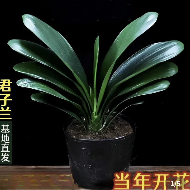 四季君子兰盆栽带花苞小苗花卉植物室内易活绿植水培好养多肉大全