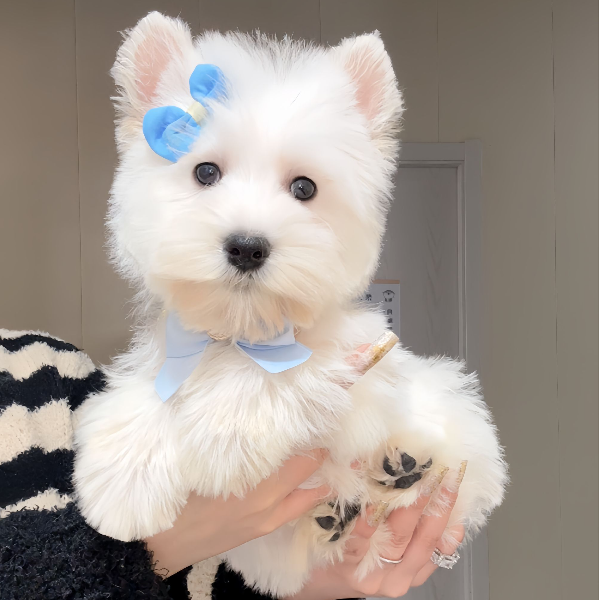 纯种西高地弟弟幼犬活体家养宠物狗60014包犬瘟犬细小365天