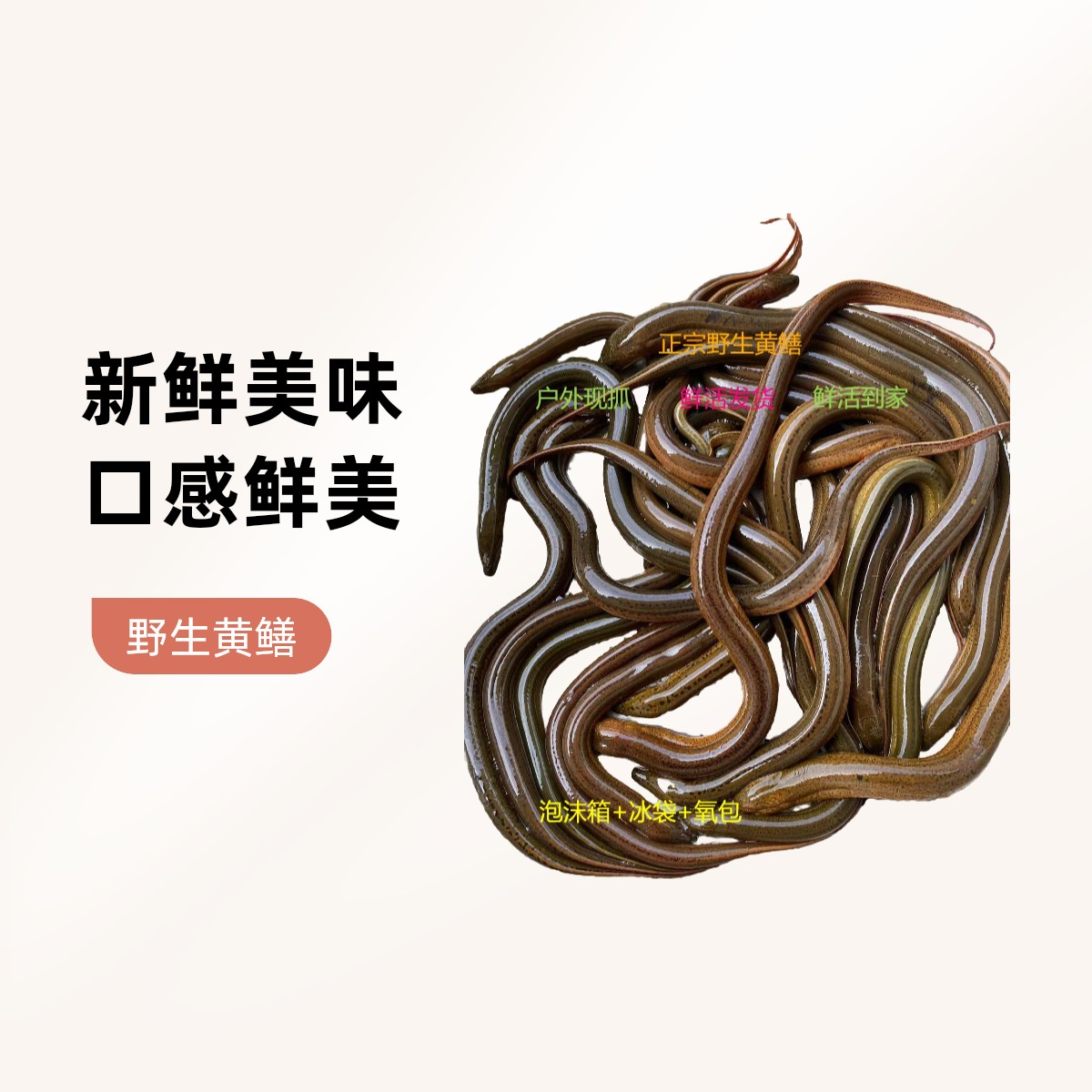 安徽黄鳝稻田现抓新鲜发货