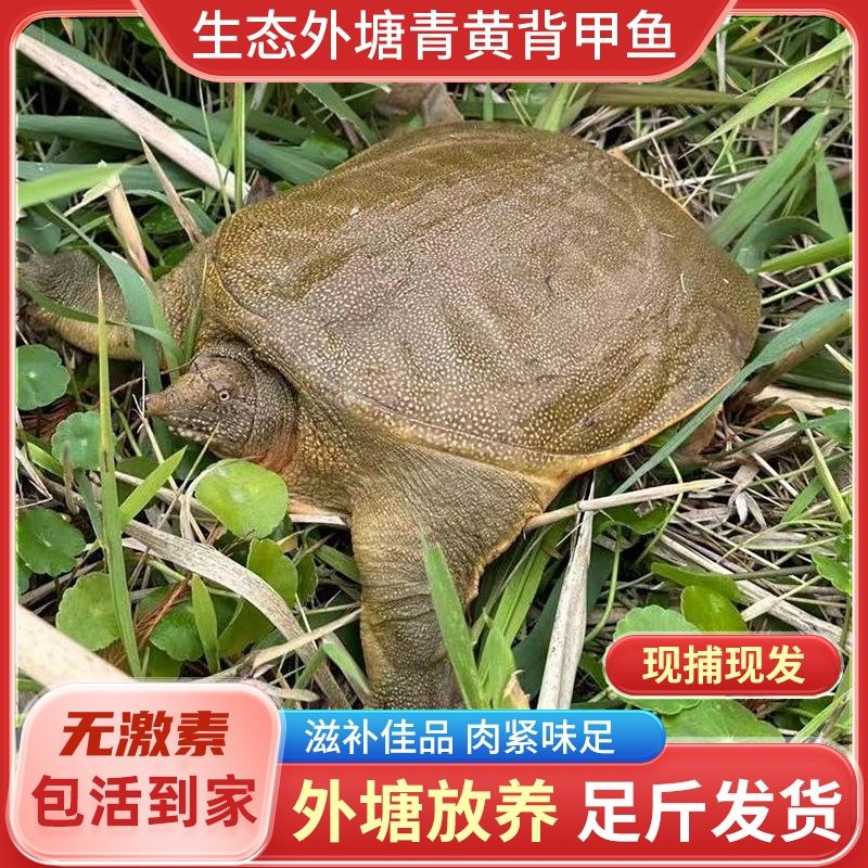 【4斤老甲鱼】江西南丰外塘仿野生态养殖包邮到家死亡包赔