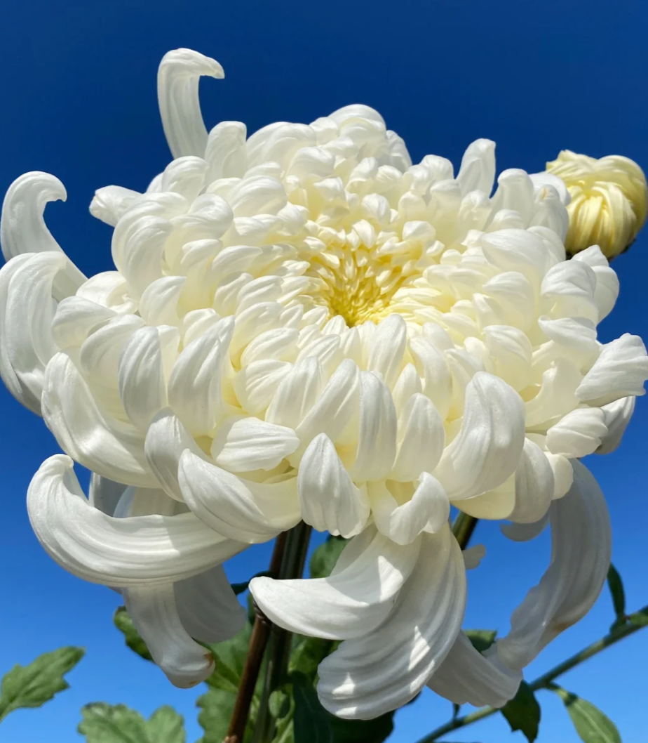 2单包邮大白菊 云南鲜花基地现采直发