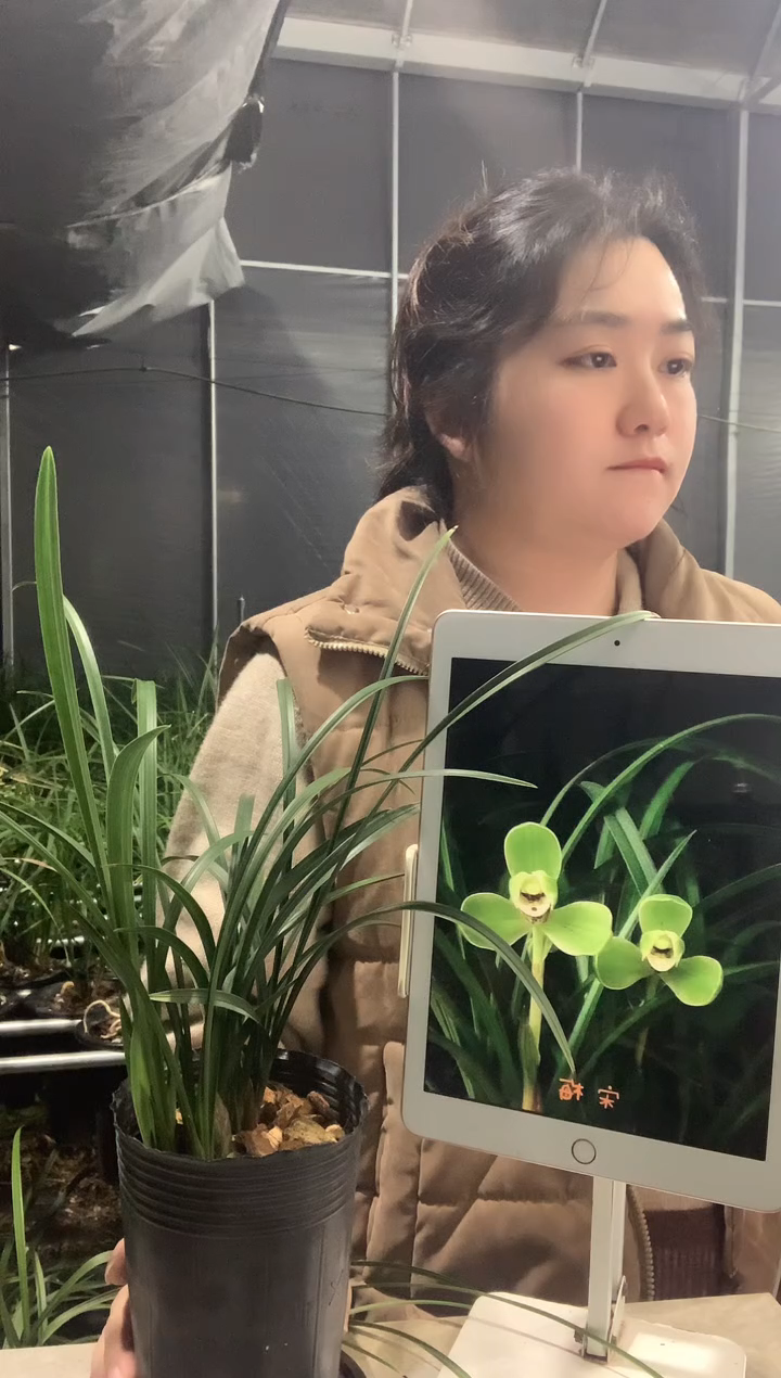 大部分开放少量花苞用****3宋梅裸根发货