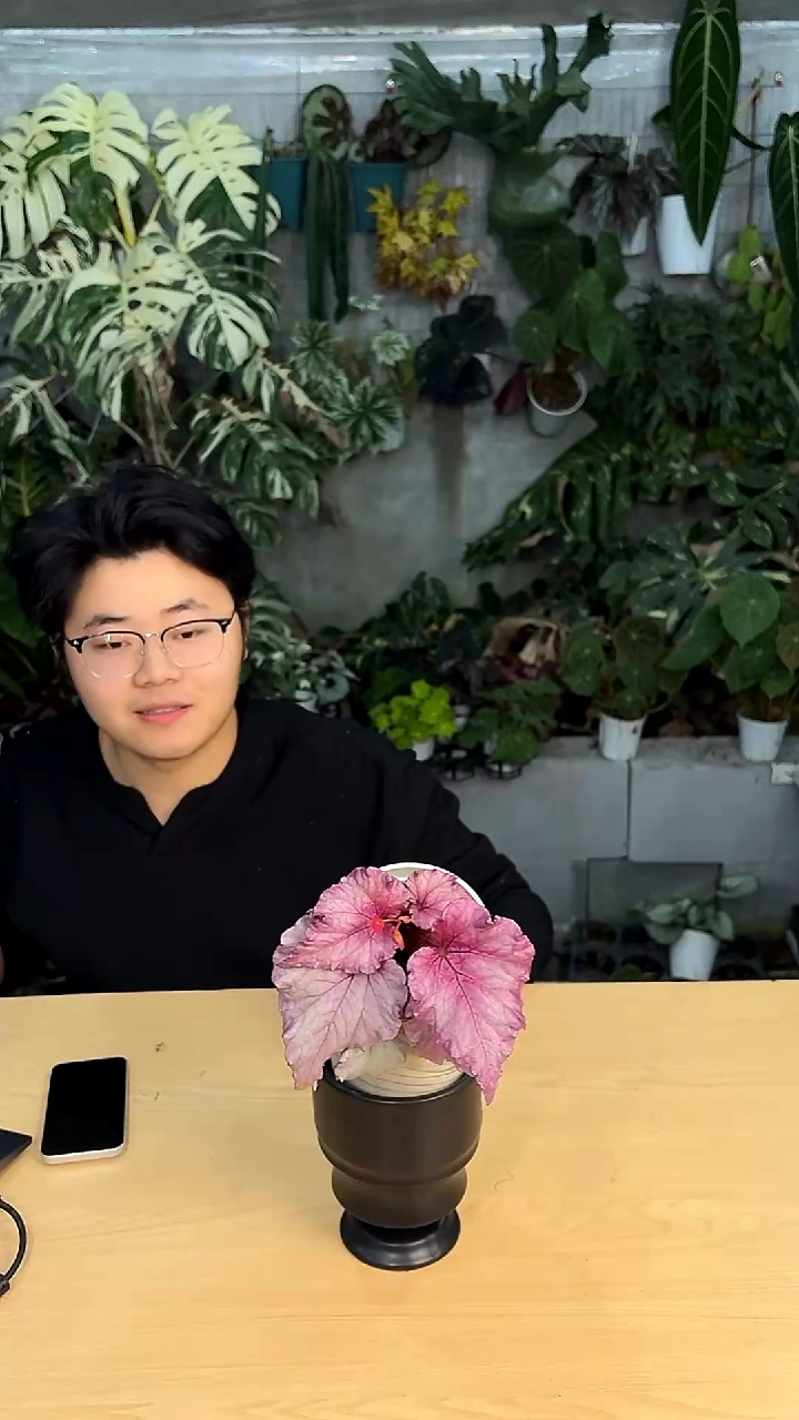 完全开放芭比秋海棠