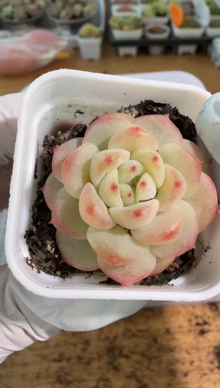 146樱桃 五方一盆 单双混 量拍混发