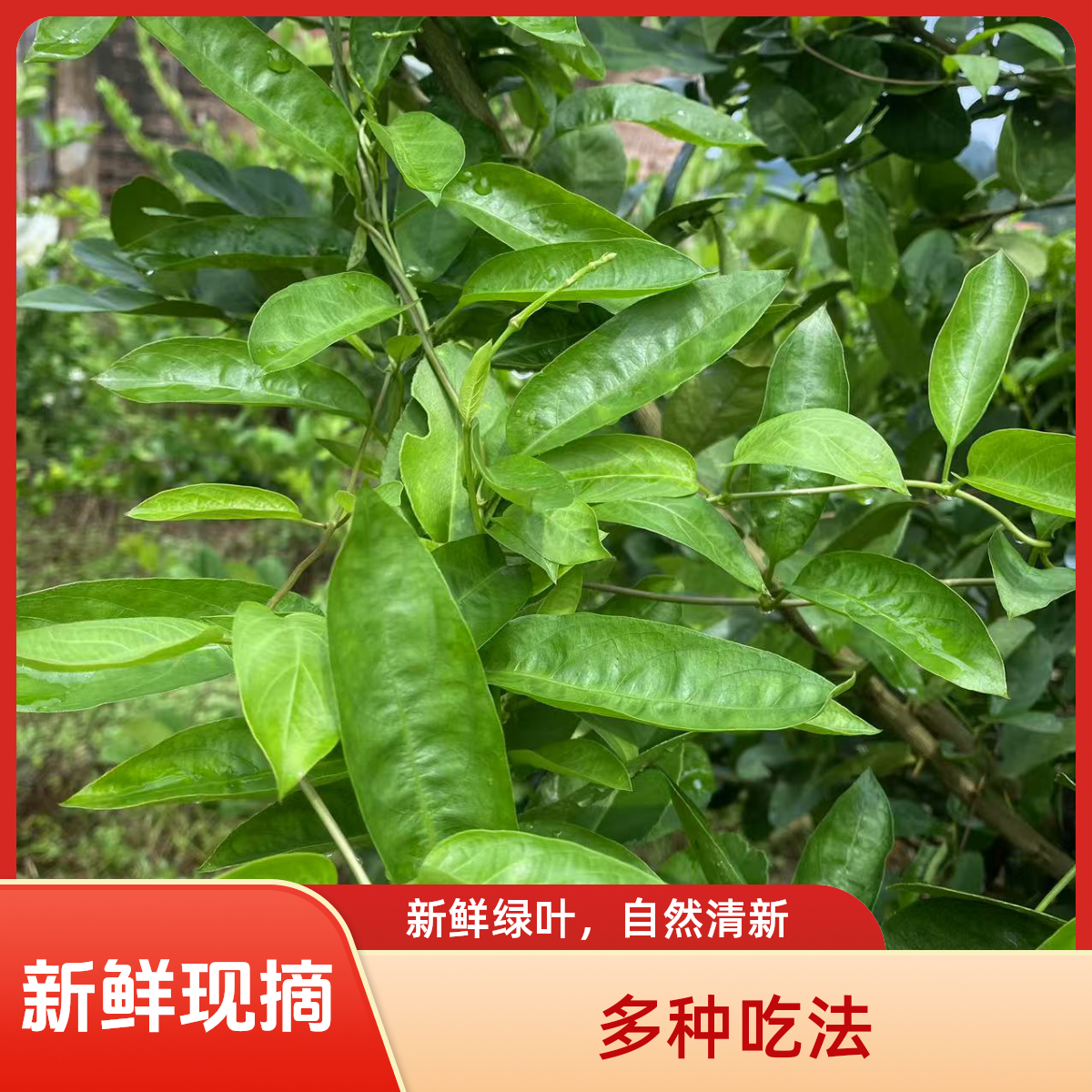 广西鸡屎藤臭藤鸡矢藤臭屁藤牛皮冻五香藤糍粑青团叶茎可食用