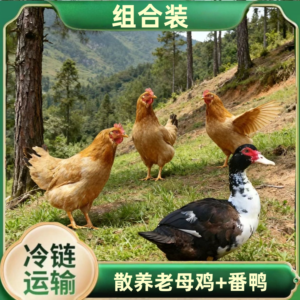 【竹林土鸡】3只2年老母鸡+赠1只番鸭 共4只净重10-11斤 冷链运输
