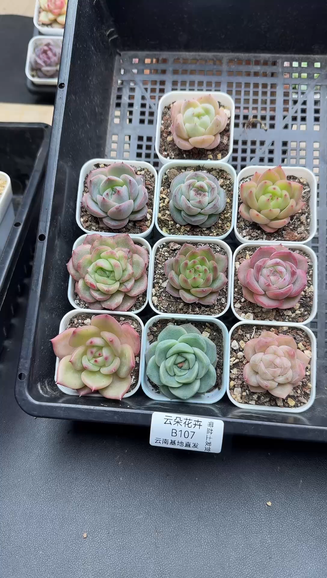 珍妮杂交多肉B107