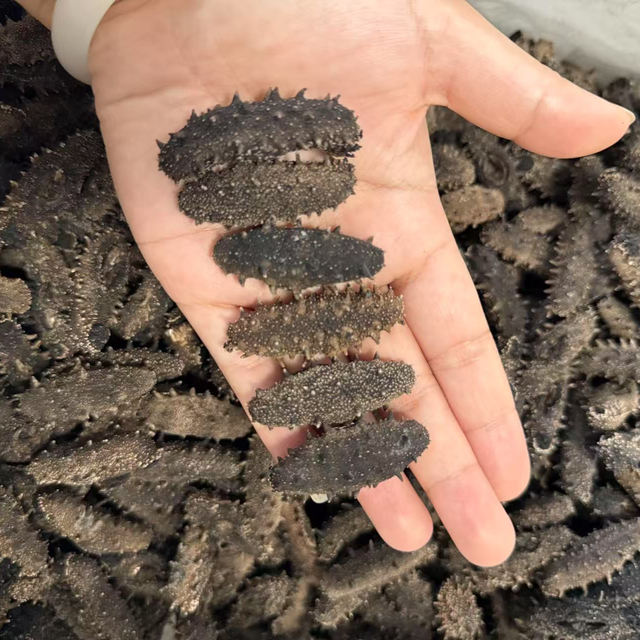 大连沙山 底播 淡干海参  零添加高泡发