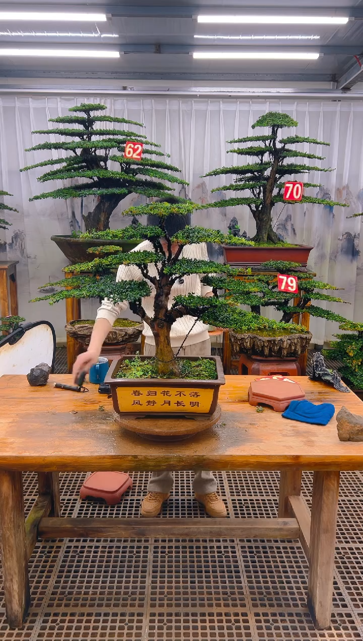 无花朵精品盆景直播间一物一拍