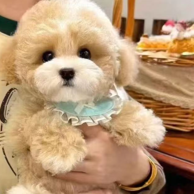 精品韩系泰迪熊犬比熊犬专属活体链接