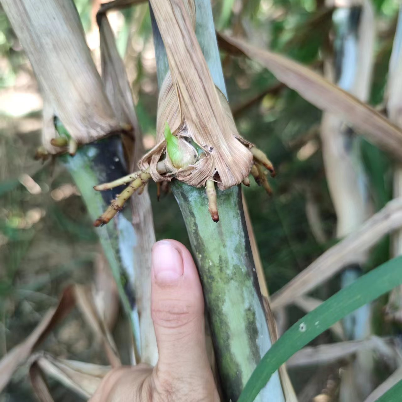 【泡水催芽发货】多年生高产牧草无毛甜象草3号巨菌草皇竹草红象草