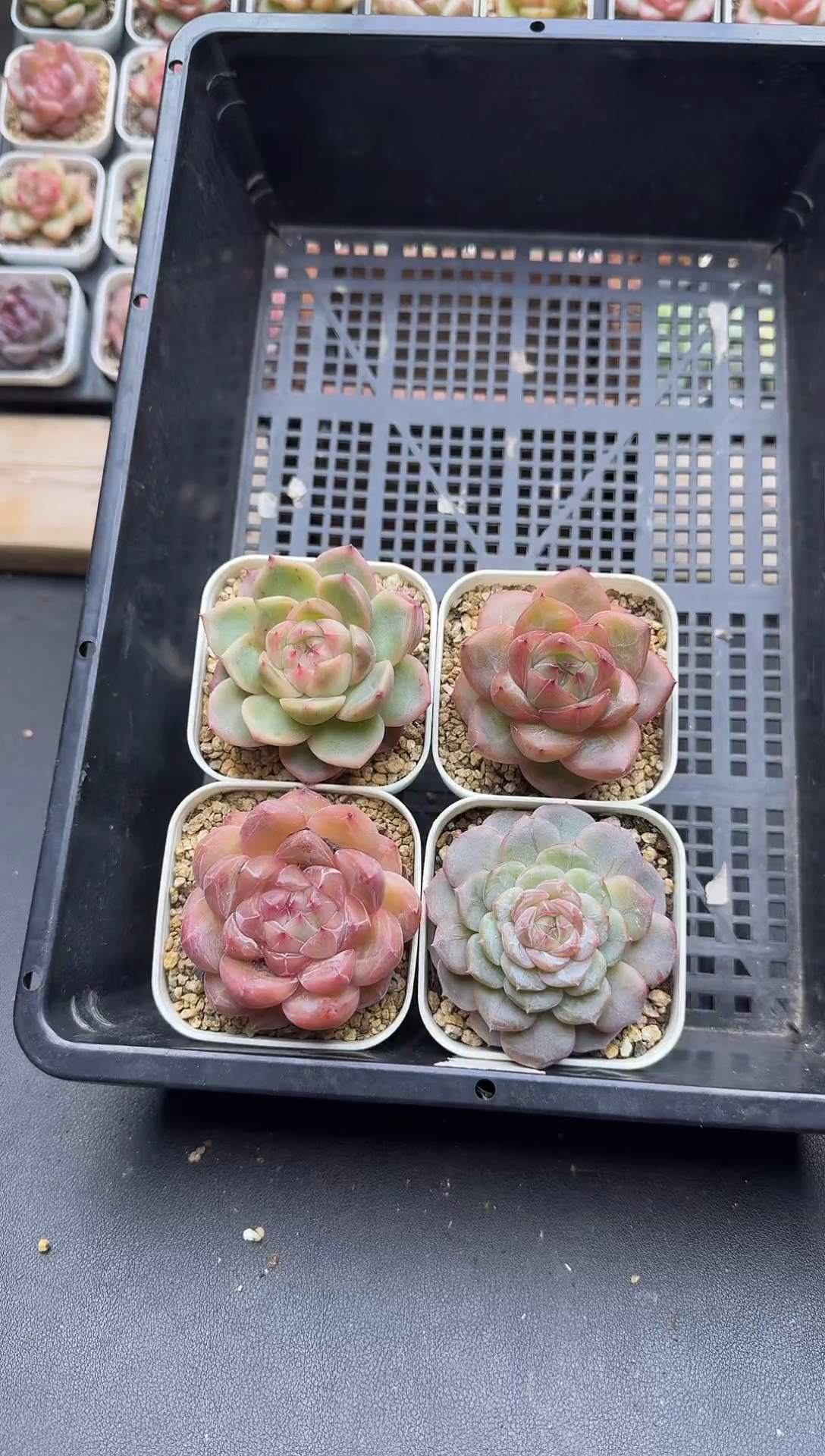 珍妮杂交多肉B346