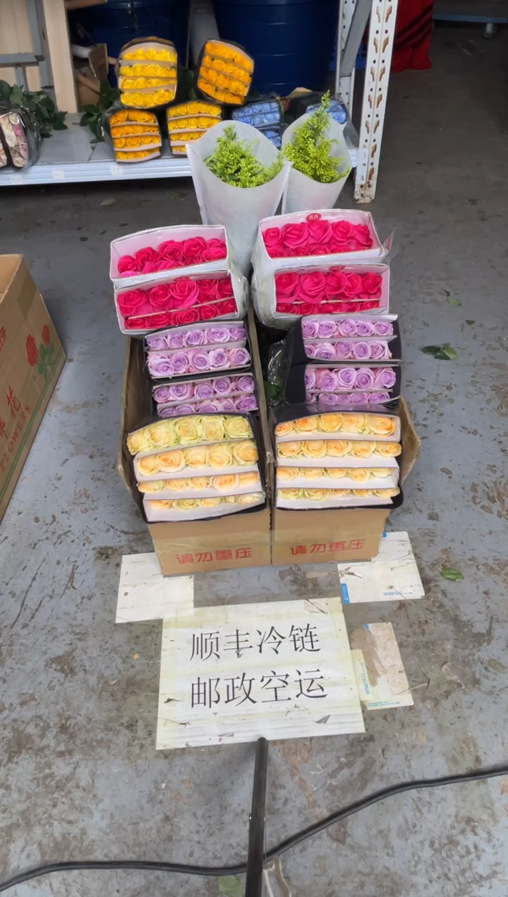 佛洛依德20枝+香槟20枝+海洋之歌20枝+黄莺