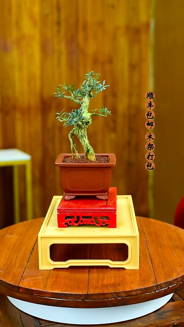 强* 福建闽江雀舌皱皮黄杨