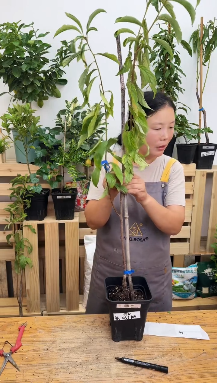 顺*姐 蜂糖李 一物一拍 GSJ103
