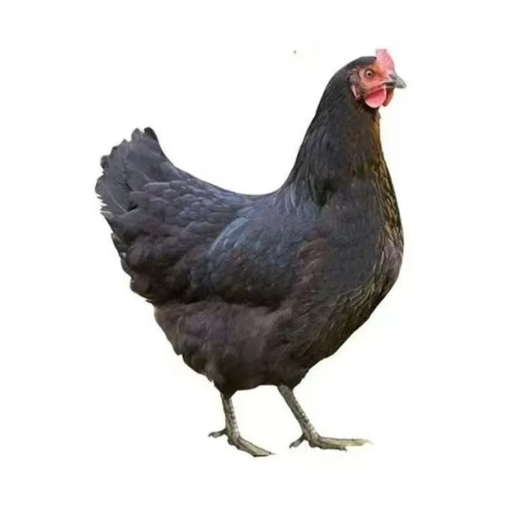 黑凤鸡整鸡生鲜肉质鲜美到手12只