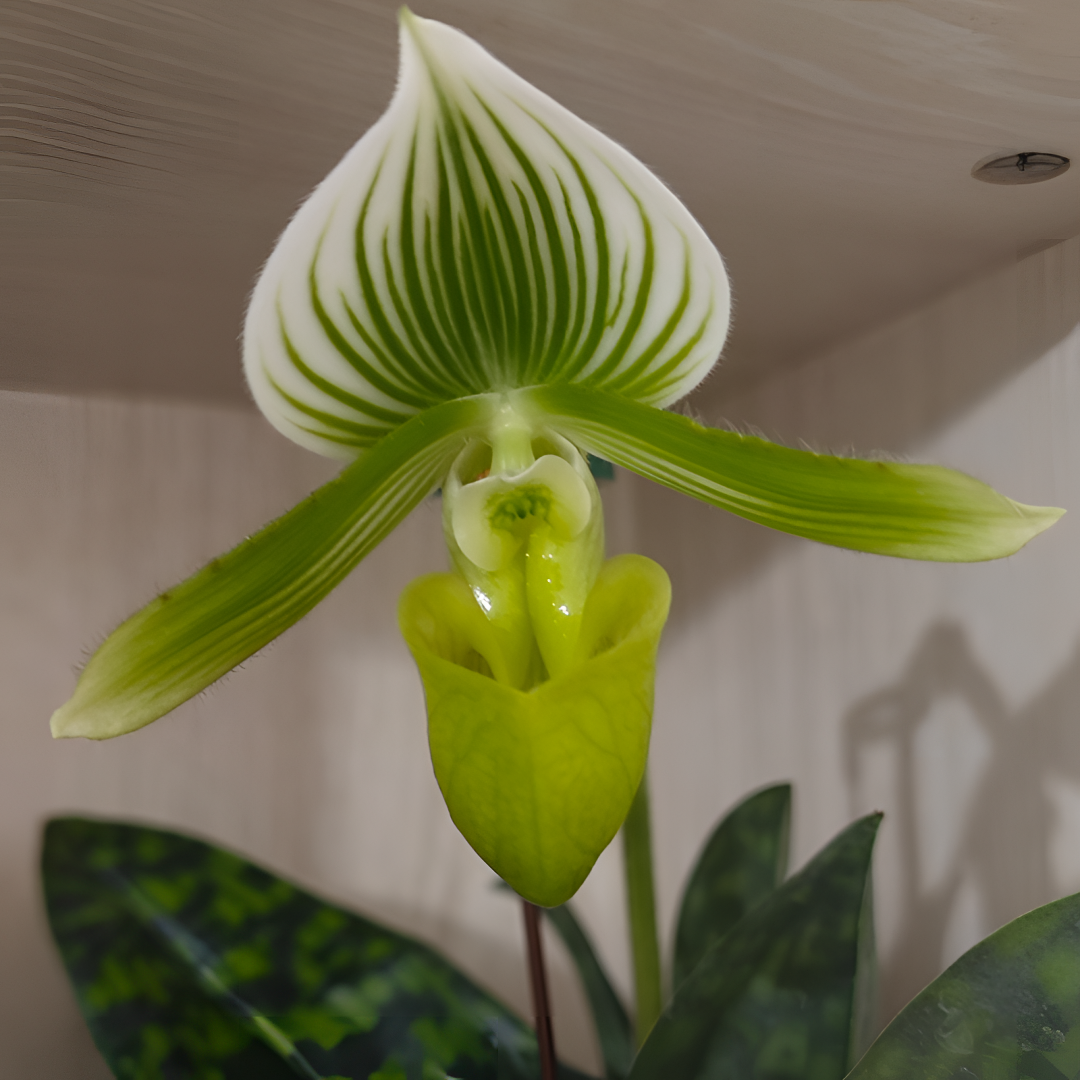 绿魔帝兜兰绿色120#盆壮苗带花苞发货花期长好养适合小白带花发货