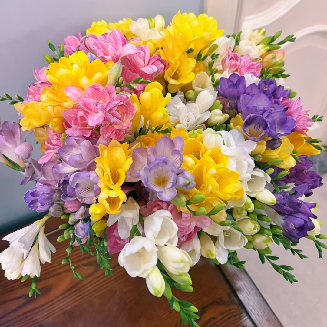 （香雪兰）鲜花向日葵云南昆明基地洋牡丹采摘洋牡丹鲜花向日葵