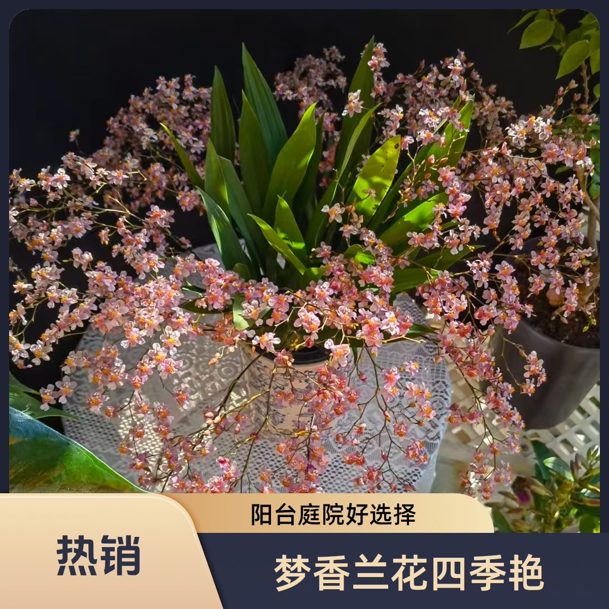 精品梦香兰一物一拍多年生耐寒耐热可养适合庭院阳台种植