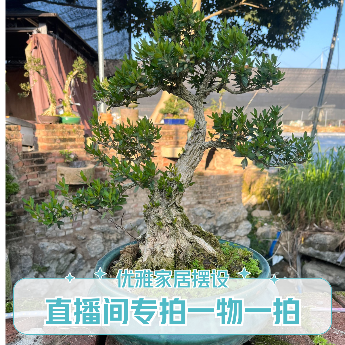 小叶皱皮雀舌黄杨 直播间专拍 一物一拍