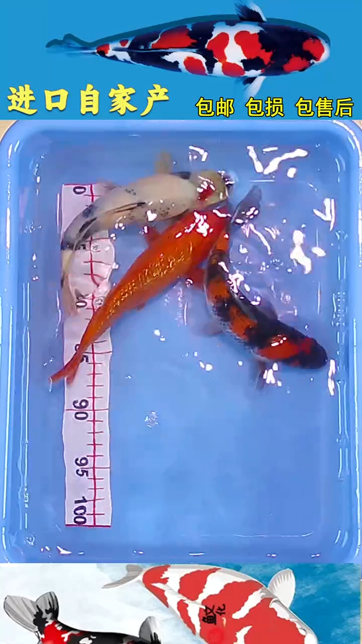 锦鲤2025/12/26悦鲤阁甄选锦鲤--17