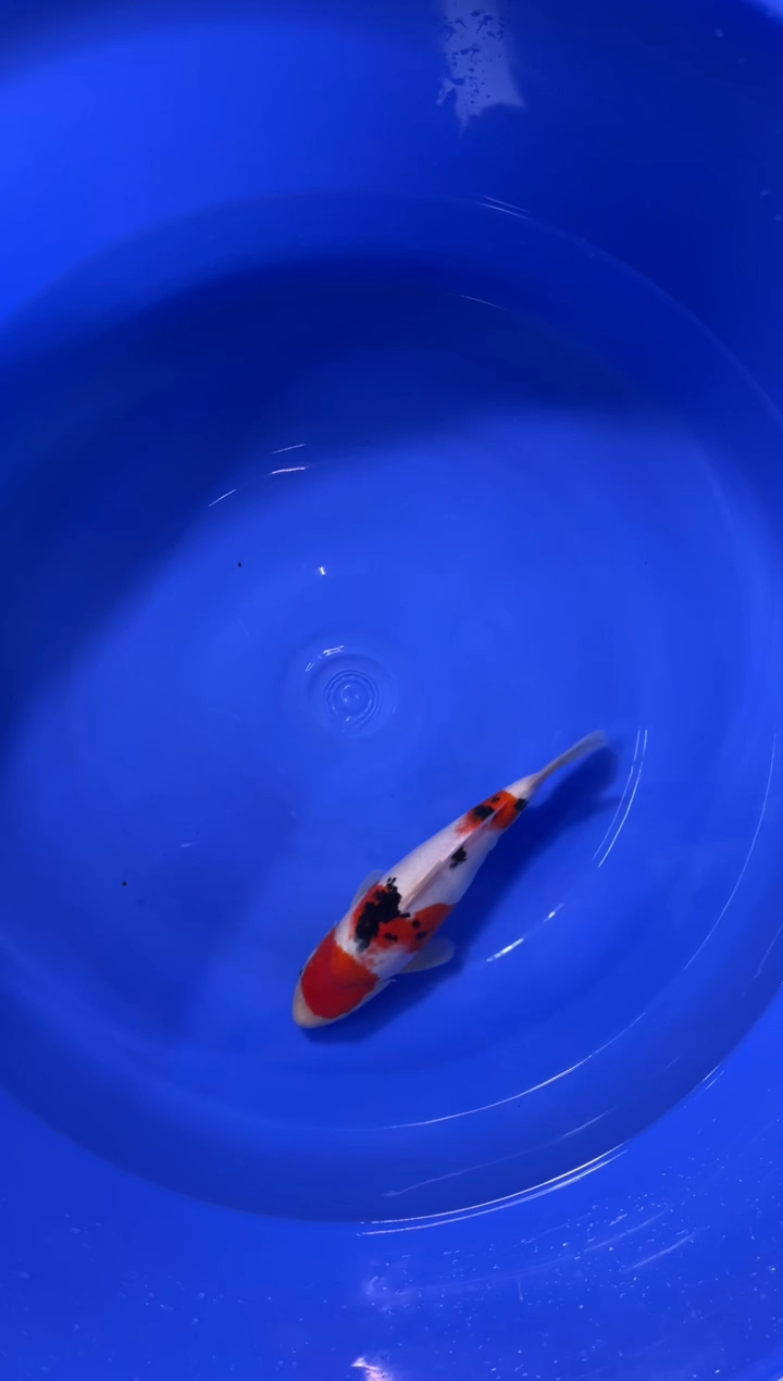 锦鲤活体二号链接