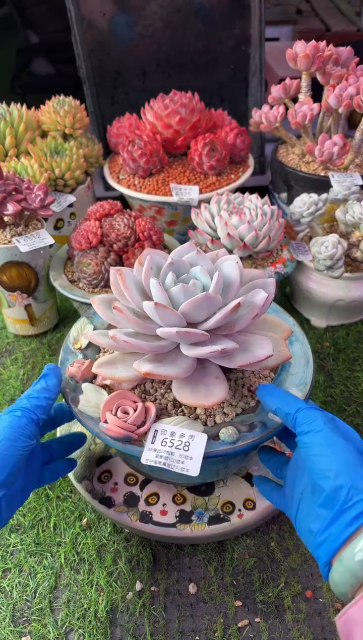 昆明印象多肉6528