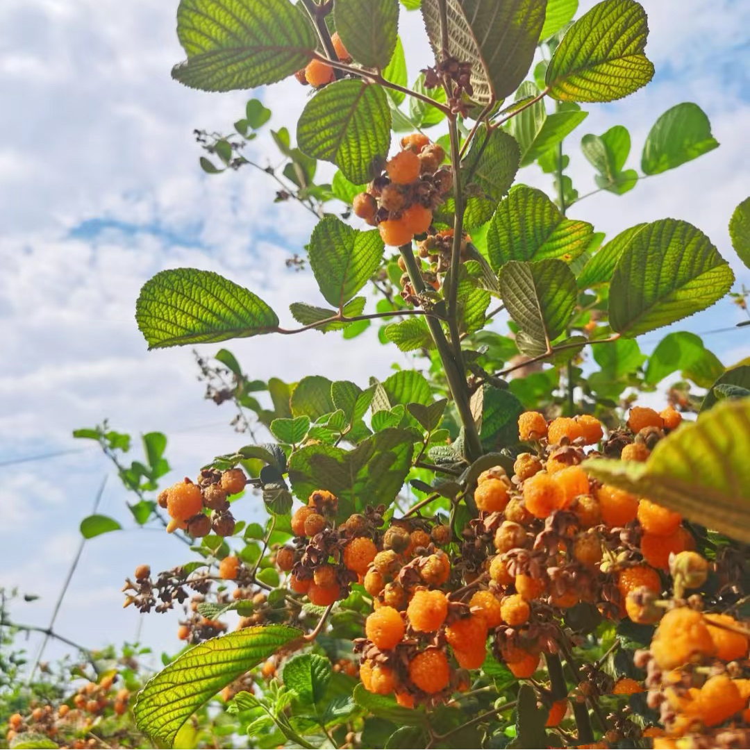    黄泡 南北方种植盆栽地栽室内阳台露台室外庭院花园